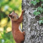 Lac de Savenay Campsite: Squirrel 4473622 1920