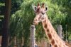 Lac de Savenay Campsite: Girafe - Planète sauvage