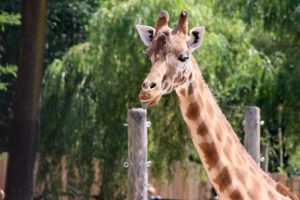 Camping Lac De Savenay : Girafe - Planète sauvage